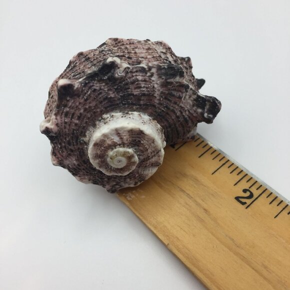 Vintage Set of 2 Seashell Magnets Starfish Sea Star Shell Hawaii Souvenir Fridge - Picture 10 of 10